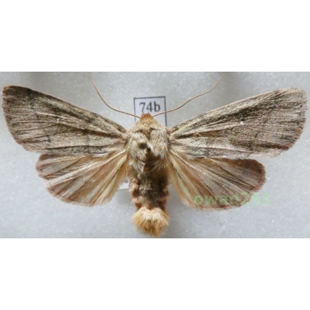 Mythimna turca (Linnaeus, 1761) Mokradlica miedzianka Czech74b